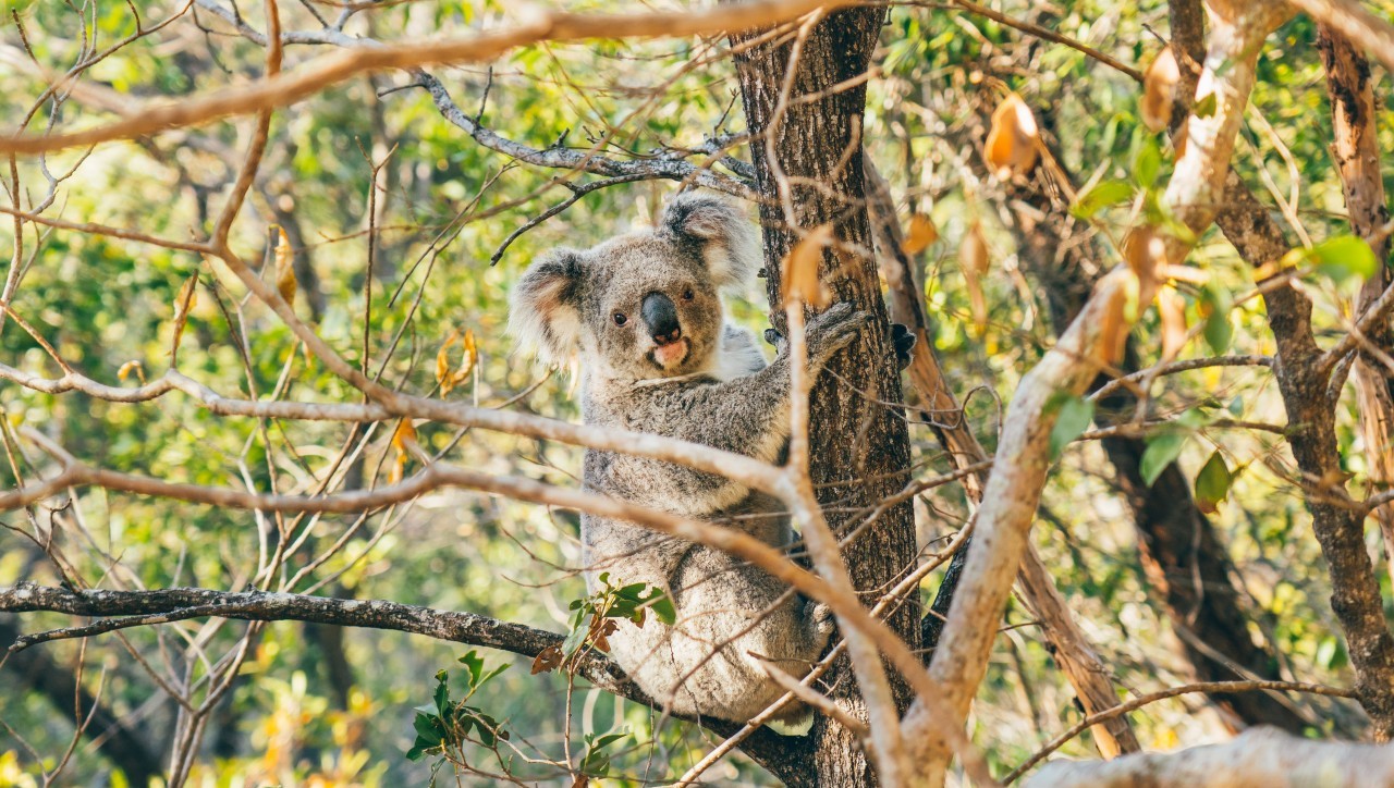 Koala on Magnetic Island